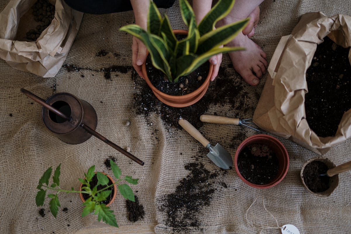De juiste plant voor elke kamer